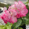 Pelargonium 'Princess Sandra' - Pelargoon 'Princess Sandra' P9/0,55L